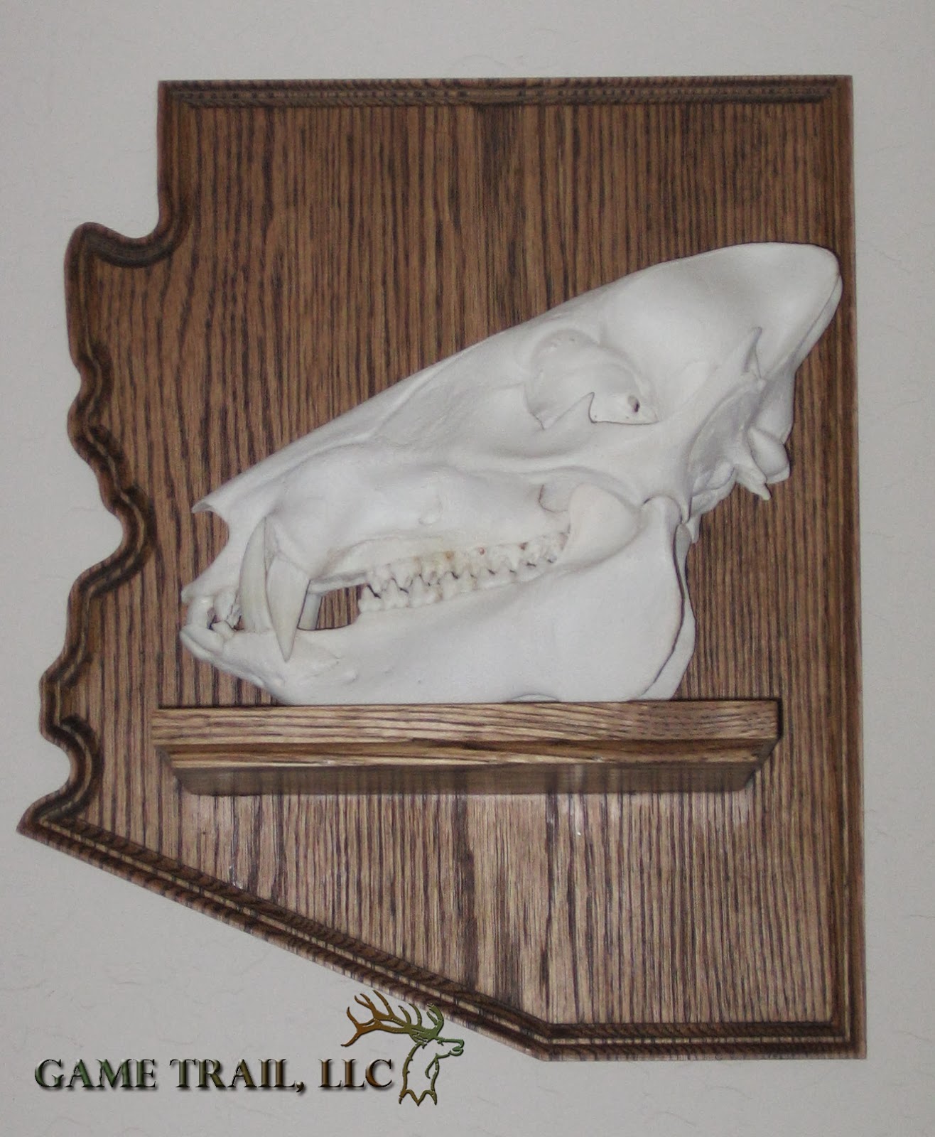 Game Trail Taxidermy It's Javelina season!