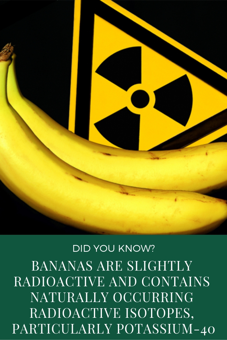 Bananas are slightly radioactive and contains naturally occurring