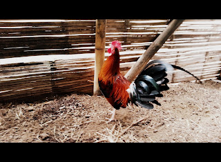 gallo de pelea, gamecock, gallo de pelea dominicano, gallo de pelea arenas,