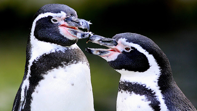 pictures of penguins