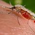 "Bukanlah Mengejar Seekor Nyamuk juga Perlu Perjuagan"