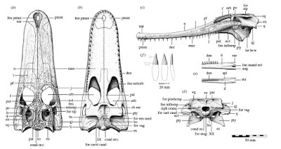 cretaceous reptils