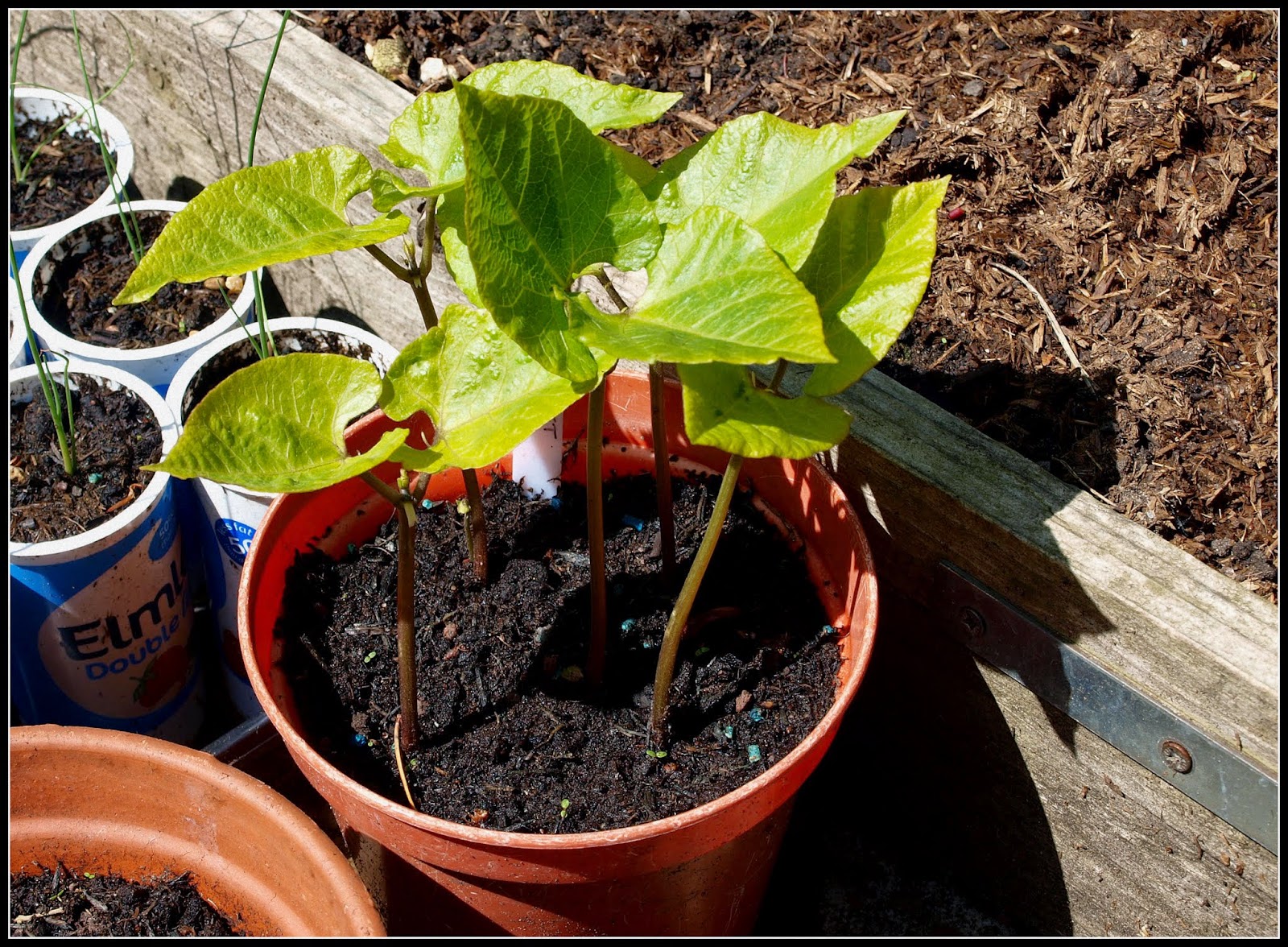 Mark's Veg Plot Beans and cucumbers.