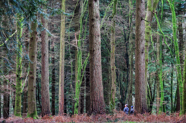 New forest trees tower over a couple walking below them
