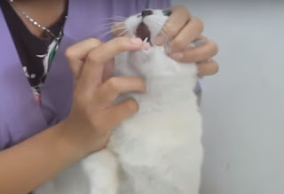 Cara Memberikan Obat Kapsul dan Tablet ke Kucing atau Anjing