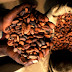 Ghana's Cocoa Processing Industry: An Attractive Investment Option