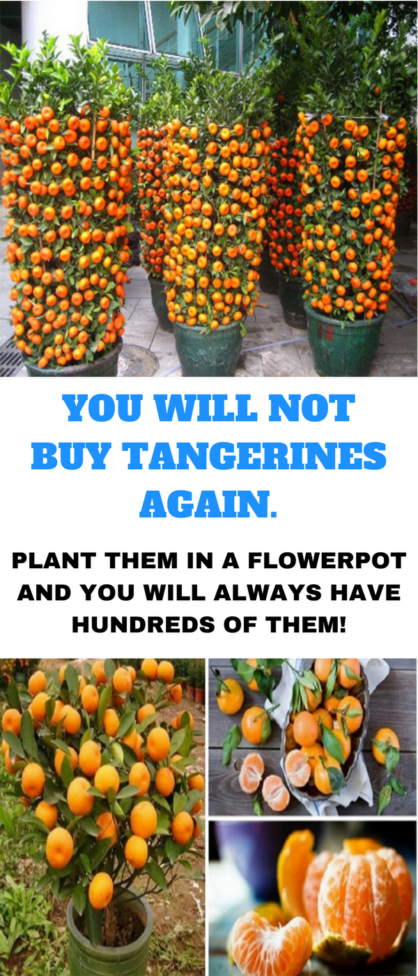 how to grow tangerines from seeds 101 Gardening