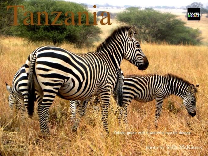 Zebra Serengeti East Africa. Photo Sally McKinney for TravelBoldly.com