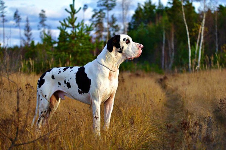 Danua'nın 16. yüzyıldaki ismi İngiliz köpeğidir, Danirmarka'ya ait bir tür değildir.