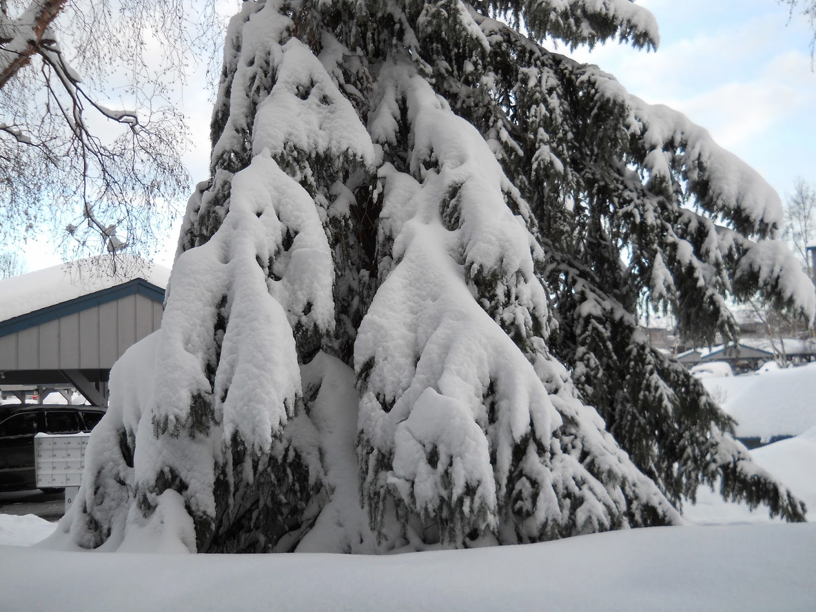 BOBBA CAPS DOXOLOGY MAR 15, 14 .. SNOW IN ALASKA? ON MARCH 15th .. YES!