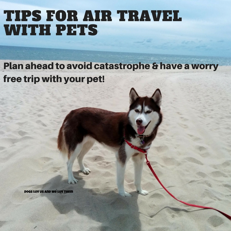 Dogs Luv Us and We Luv Them Tips For Air Travel With Pets