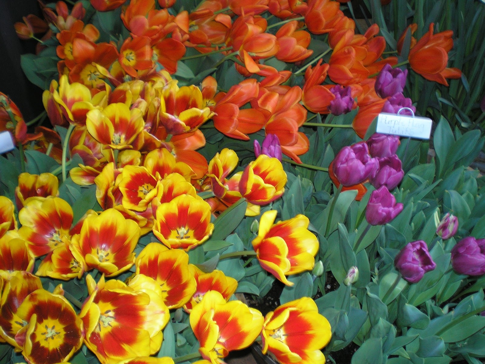 Ironstone Heritage Museum March 2013