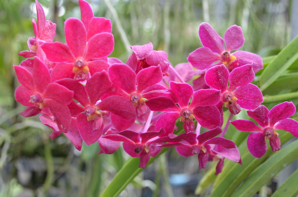 Орхидеи из тайланда