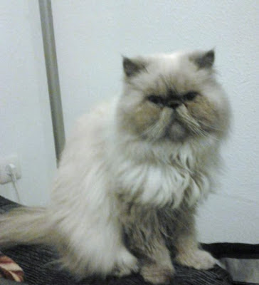 gato-persa-raza-personalidad-cuidados