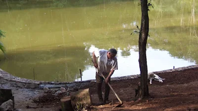 Bizzarri trabalhando, fazendo a execução dos muros de pedra em volta do lago, acertando a terra para fazer os caminhos de pedra com pedra cacão de São Tomé.