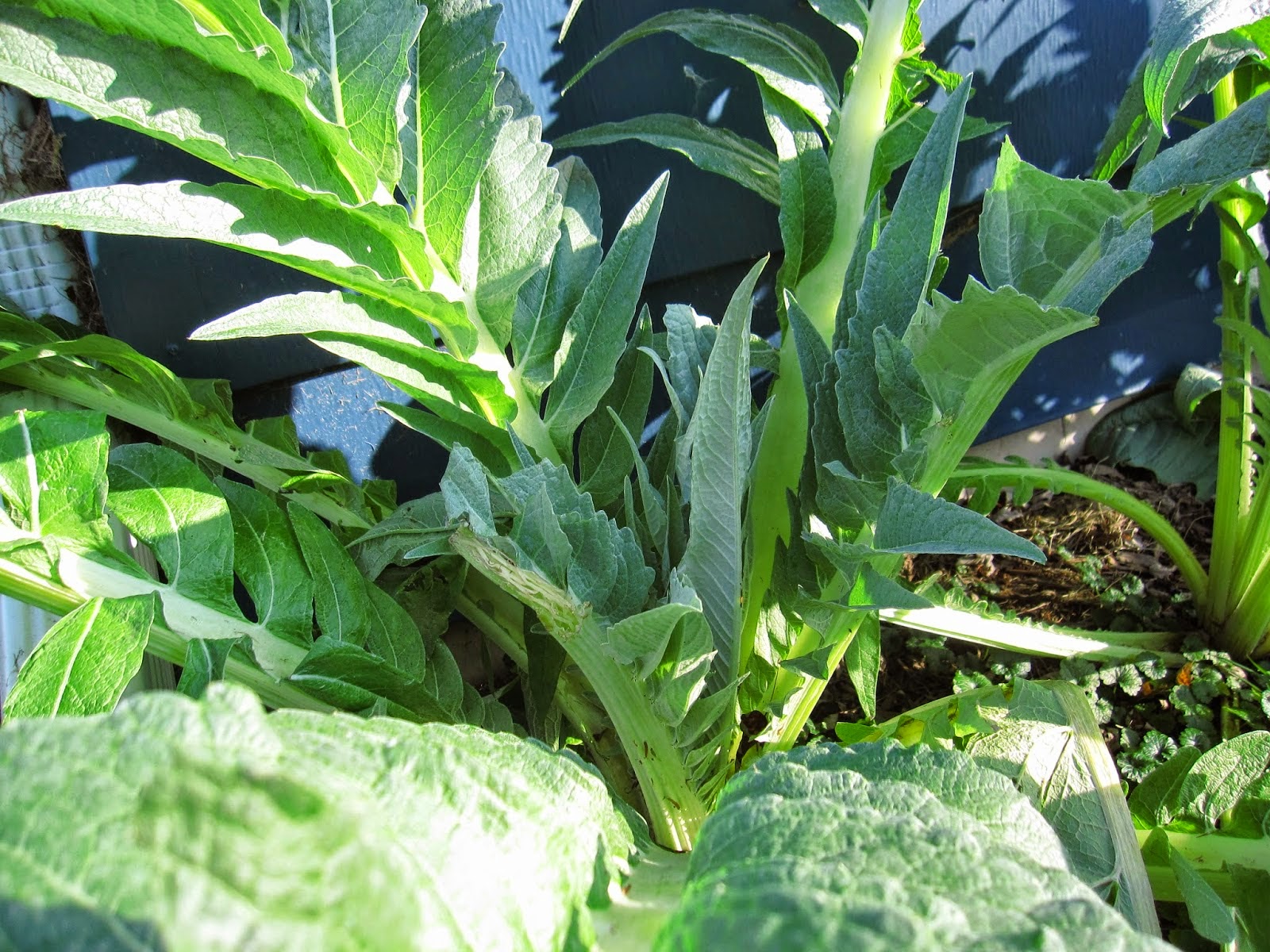 HOW TO TAKE CUTTINGS FROM ARTICHOKES The Garden of Eaden