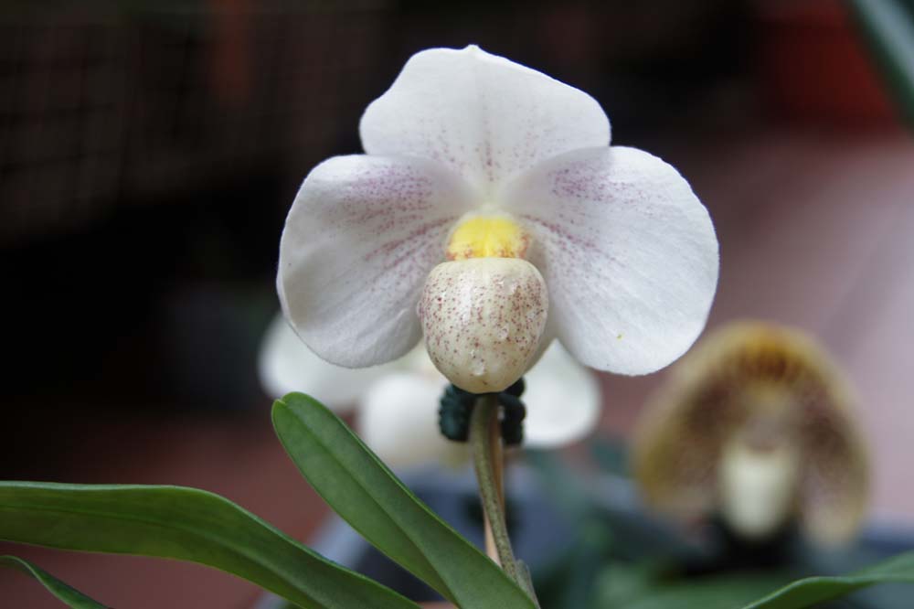 FatmamaPaphs' Link Paph Sugar Suite