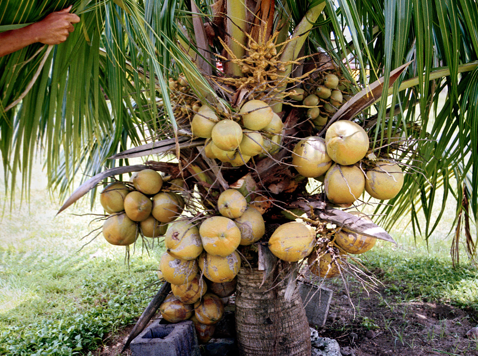 Coconut palms of Samoa List of coconut varieties recorded in Samoa in 2001