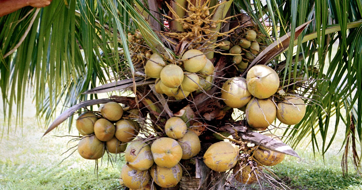 Coconut palms of Samoa: List of coconut varieties recorded in Samoa in 2001