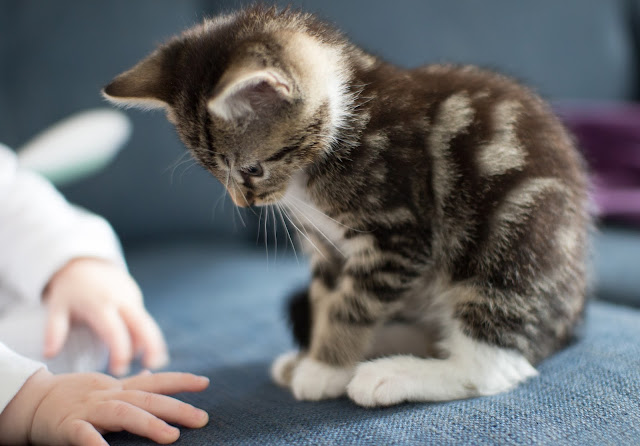 A little tabby kitten on a blue sofa looking at the hands of a baby