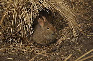 Teporingo Rabbit El conejo de México, el Teporingo