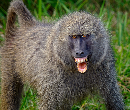 All About Animal Wildlife: Baboon Animal Facts Photos and Images