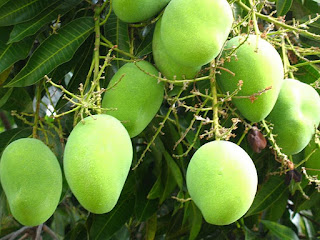 a bunch of young mangoes