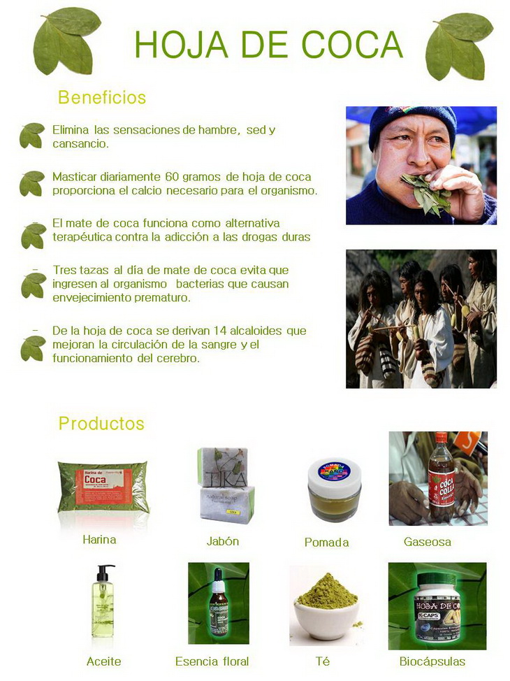 Mi pequeños aportes Beneficios de la hoja de coca