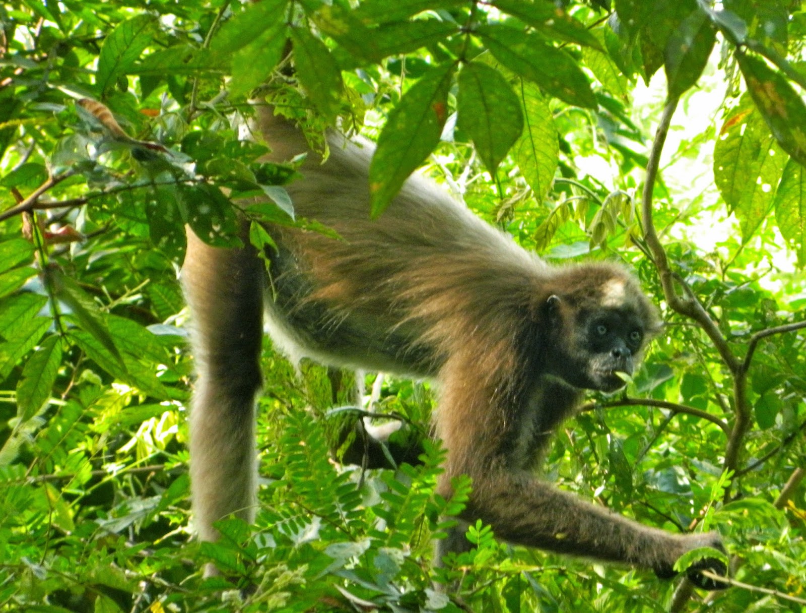 For spider monkeys, social grooming comes at a cost
