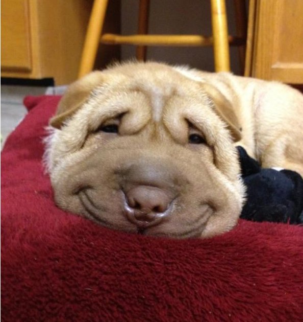 dogs-smiling-fb.jpg