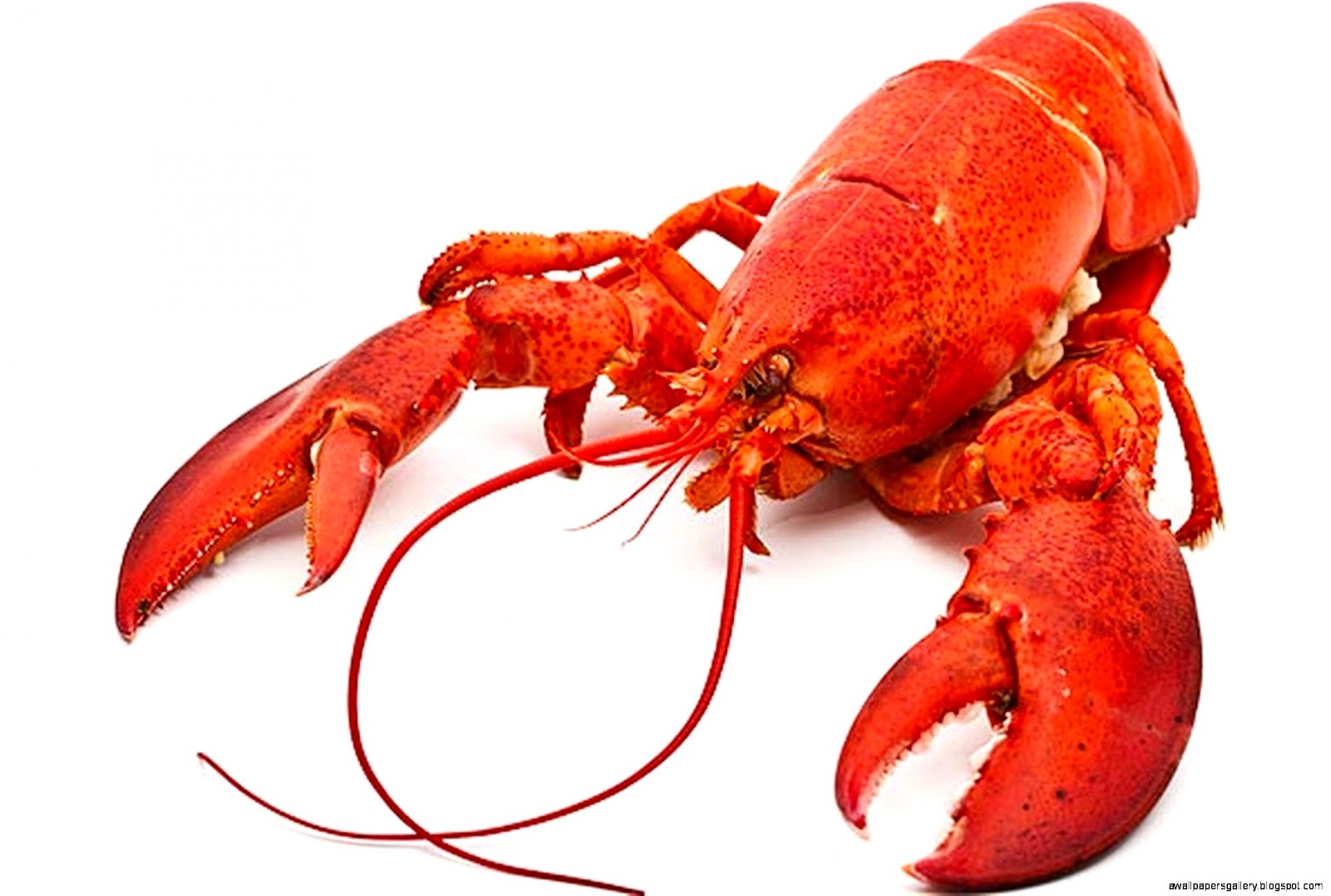 Lobster Funny Cartoon