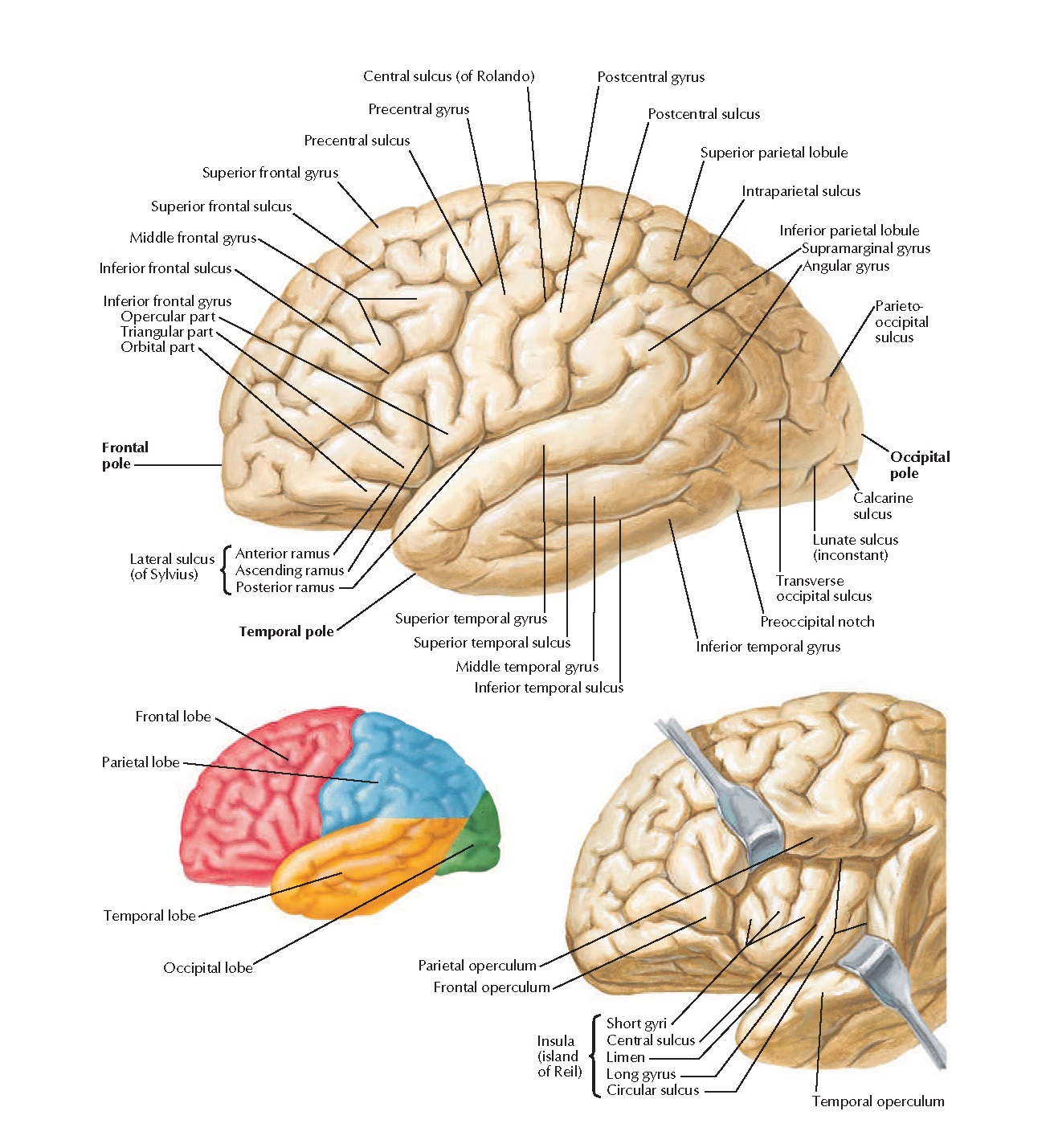 Brain Lateral Views Anatomy pediagenosis