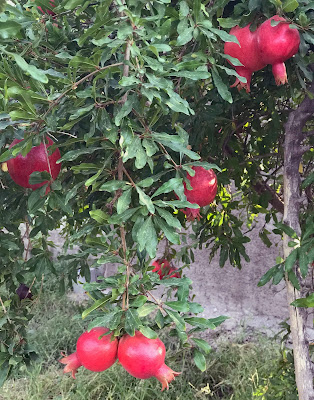 Pomegranate Festival in Iran