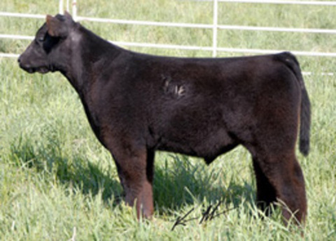 Lautner Farms: M Lazy Heart Ranch Western Shootout VI Online Spring ...