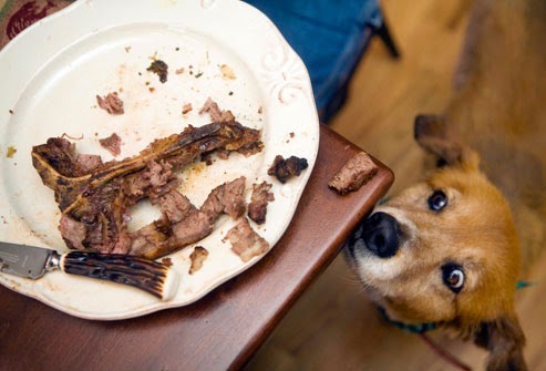 10 أطعمة لا يجب تقديمها لكلبك