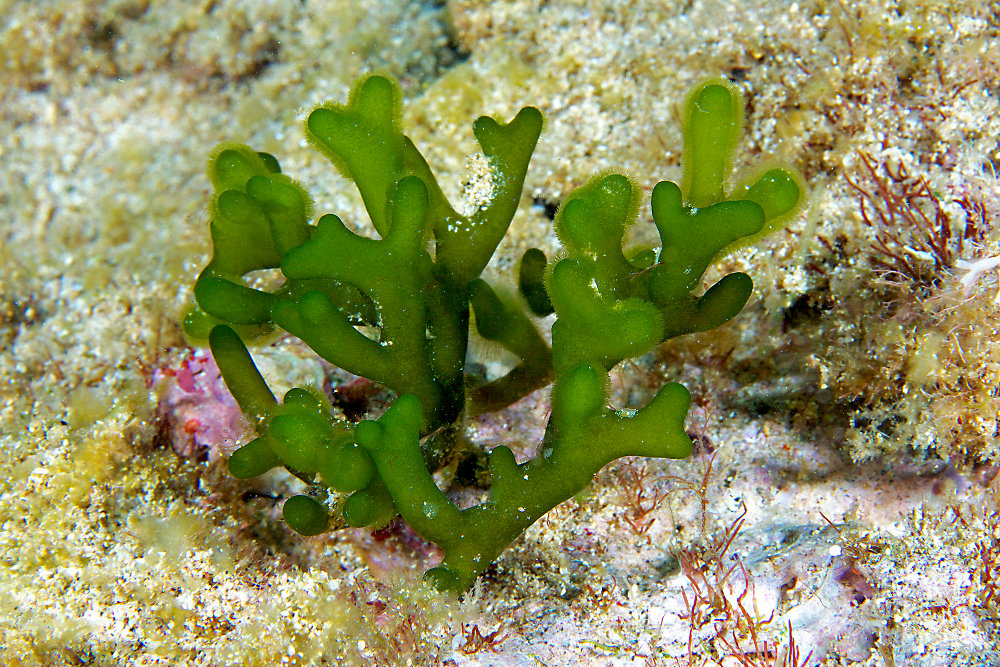 Разрежьте водоросли геншин. Кодиум водоросль. Кодиум червеобразный водоросль. Кодиум коралл. Кодиум ломкий.