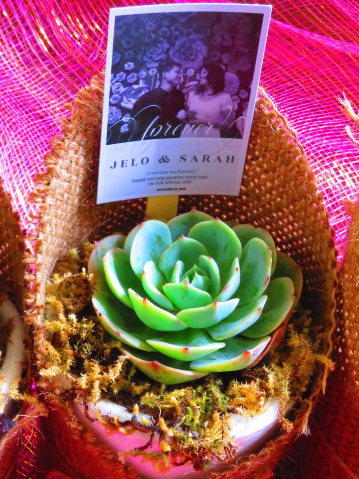 Succulents Cebu and Cactus Collection Cassiel's Succulent World