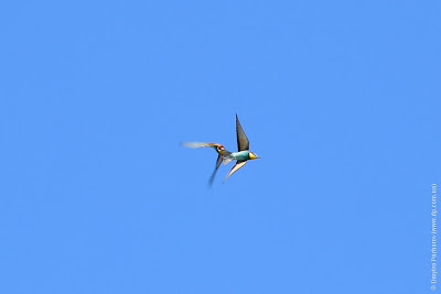 Золотистая щурка (Merops apiaster) European Bee-eater