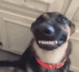 Blog de imágenes: Imágenes tiernas de perros, gatos, conejos