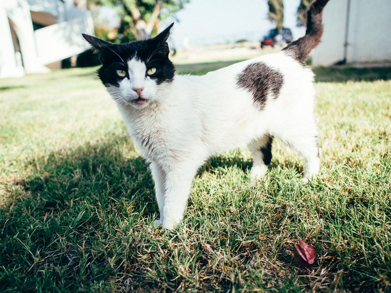 Cat Zening Resort Cyprus