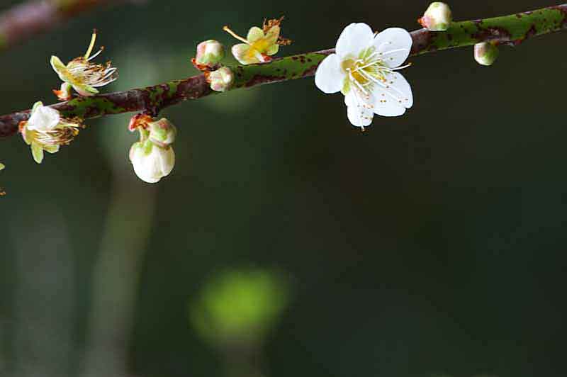 My Flowers Cherry Blossom