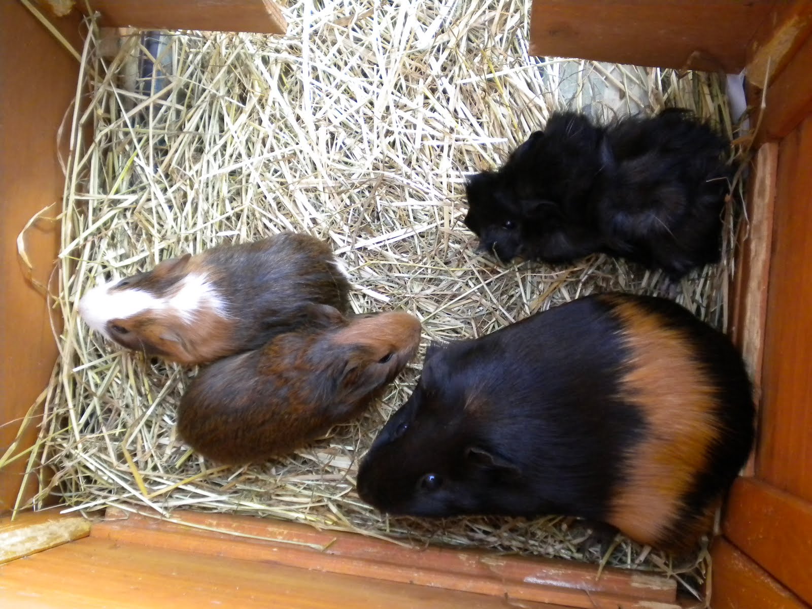 Miss Townmouse Guinea pigs and rabbits