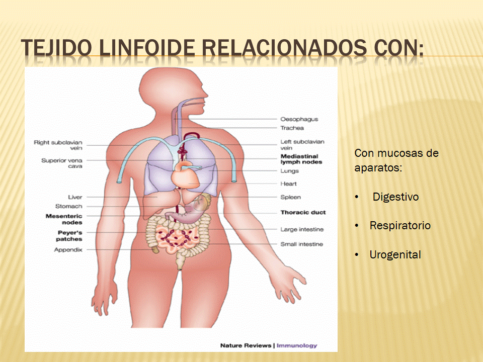 TEJIDO LINFOIDE ASOCIADO A LA MUCOSA