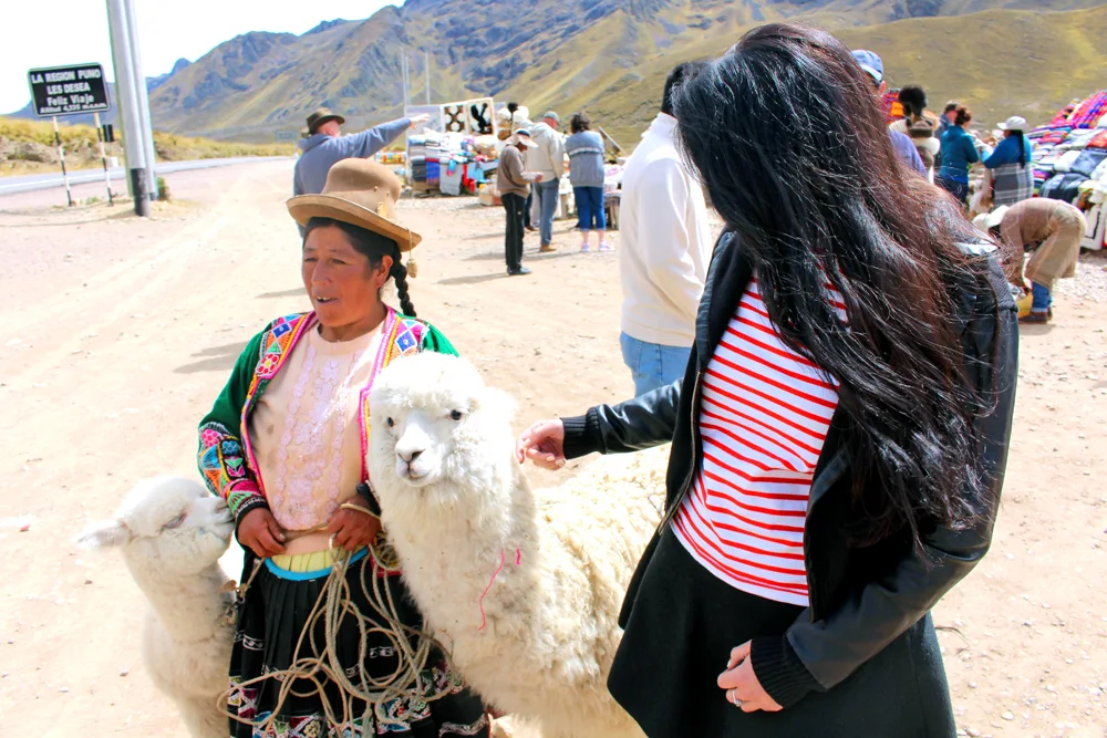 Alpacas in Puno, Peru - travel blog