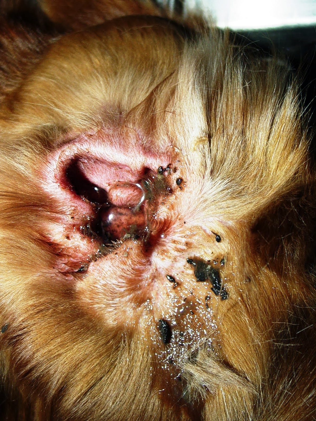 Cera Negra En Oido De Perro