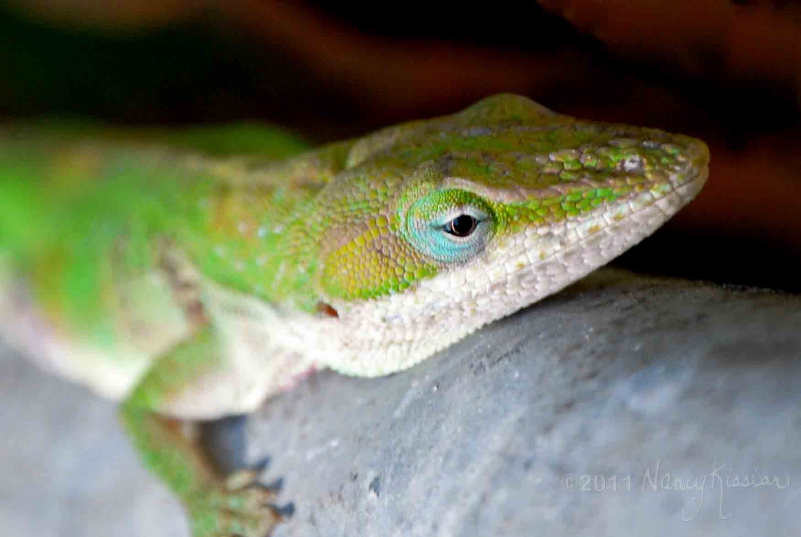 Wild About Texas My Green Lizard Up Close and Personal
