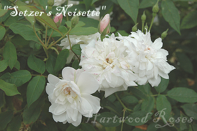 Hartwood Roses: A Whole Lot of Roses Goin' On