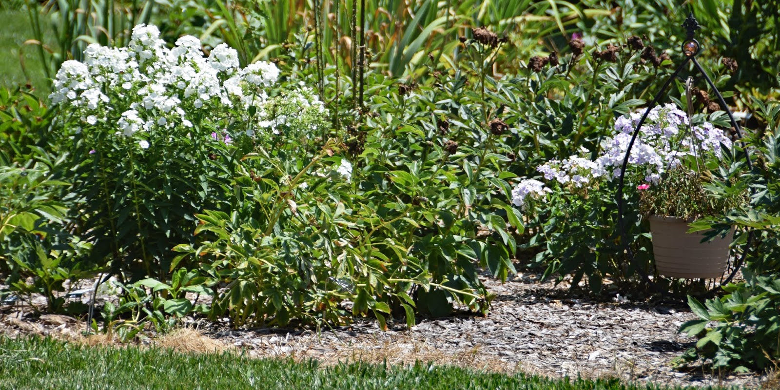 Southern Peony 2018 Peony Companion Plants Tall Garden Phlox Paniculata