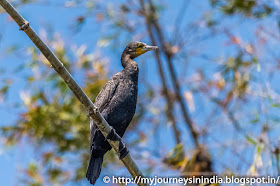 Ranganathittu Birds Cormorant Ranganathittu Birds Cormorant