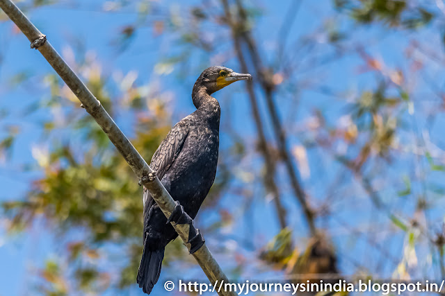 Ranganathittu Birds Cormorant